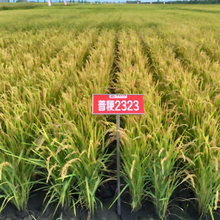 普粳2323