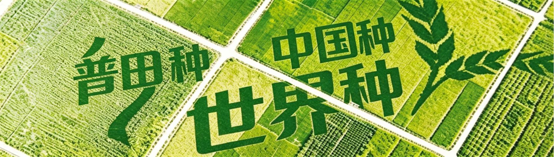 发展历程