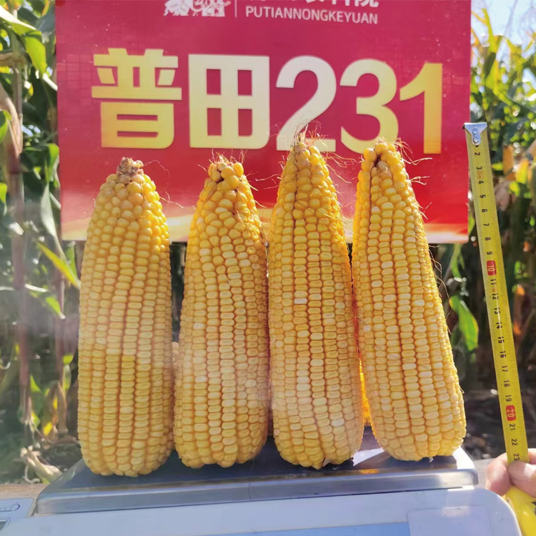 水稻种植基地