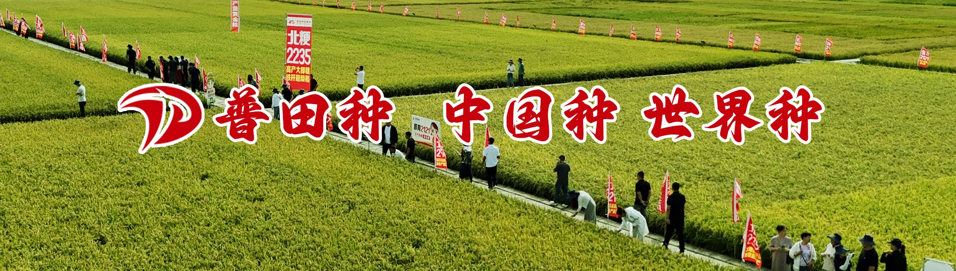 普田种